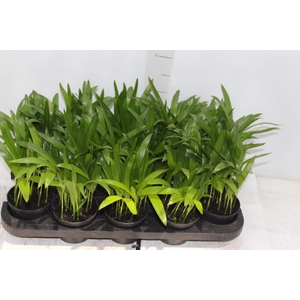 ARECA BAMBU P11