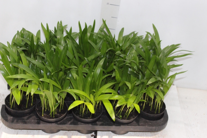 ARECA BAMBU P11