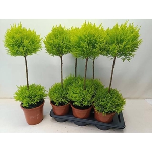 Cupressus Goldcrest diverse vormen 17Ø 95CM