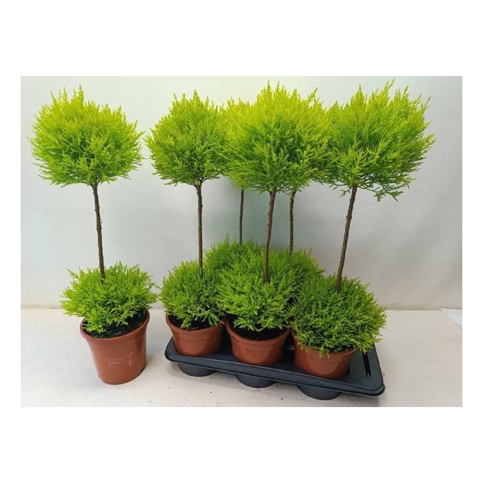 <h4>Cupressus Goldcrest diverse vormen 17Ø 95</h4>