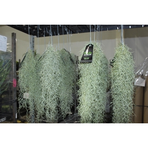 TILLANDSIA USNEOIDES (BARBA DE VELHO)