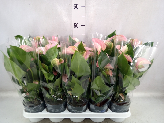 Anthurium andr. 'Joli'