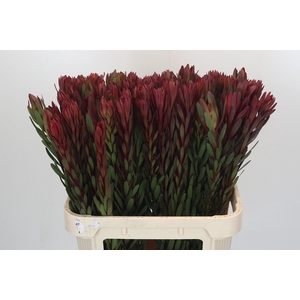 Leucadendron Safari Sunset