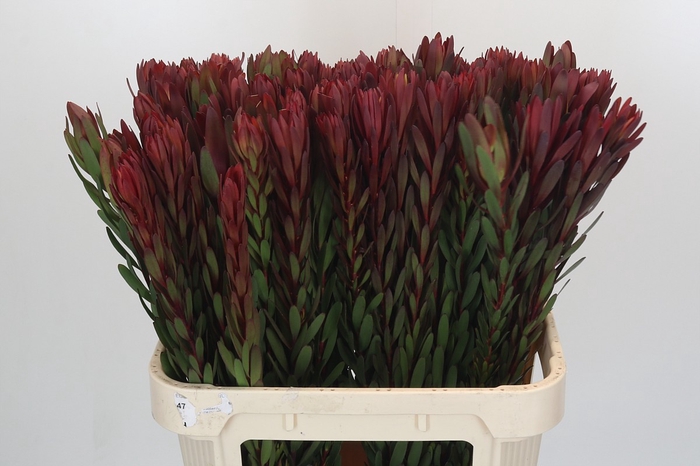 <h4>Leucadendron Safari Sunset</h4>