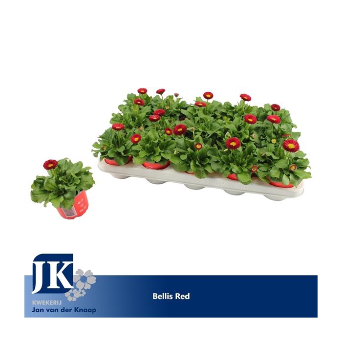 <h4>Bellis Red p10.5</h4>