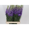 Matthiola Iron Purple