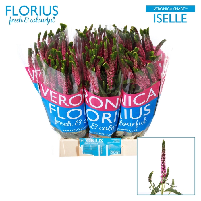 <h4>VERON SMART ISELLE</h4>