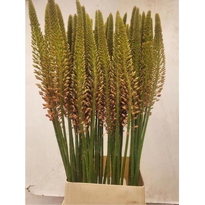 EREMURUS CLEOPATRA