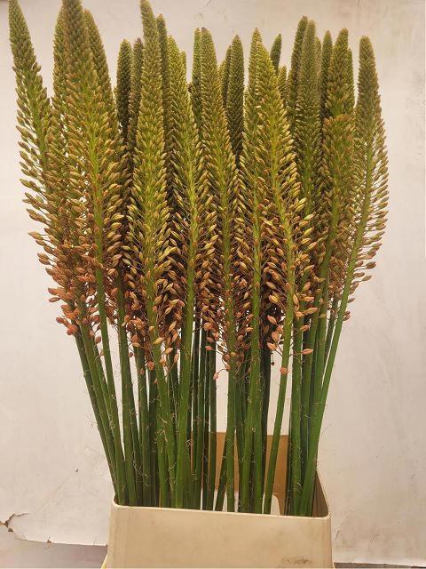 <h4>EREMURUS CLEOPATRA</h4>