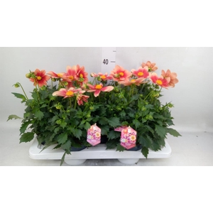 Dahlia  'Summerbees Salmon bico'