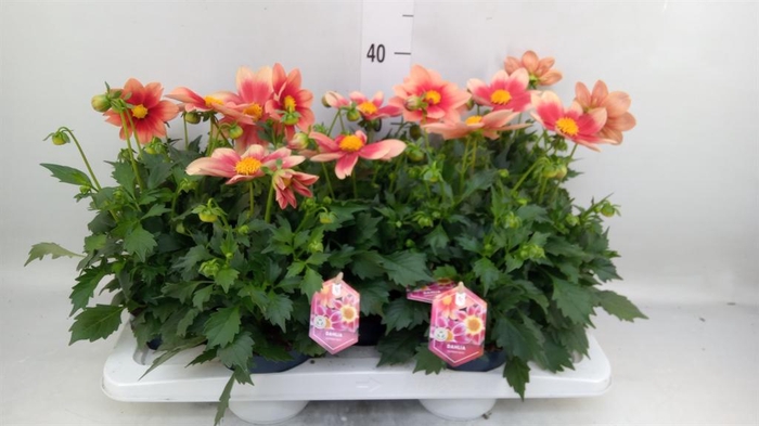 <h4>Dahlia  'Summerbees Salmon bico'</h4>