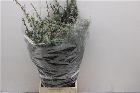 <h4>Cedrus Libani</h4>