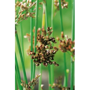 Juncus inflexus