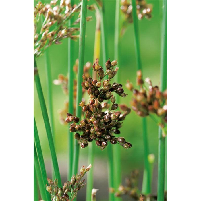 <h4>Juncus inflexus</h4>