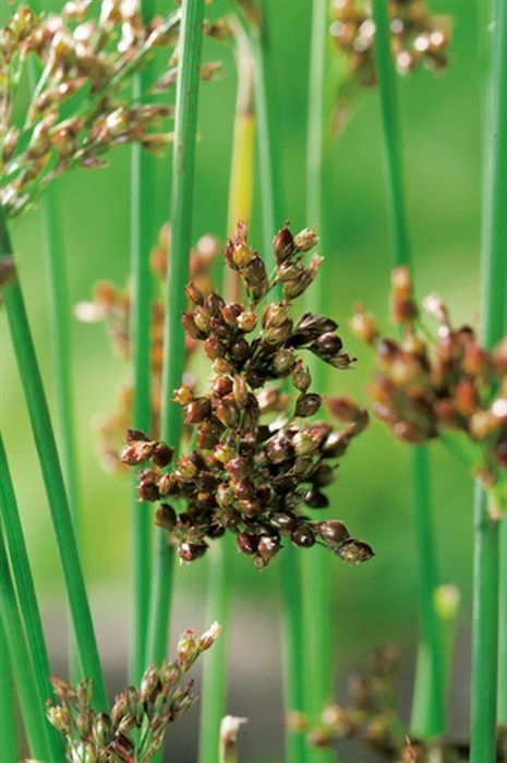 Juncus inflexus