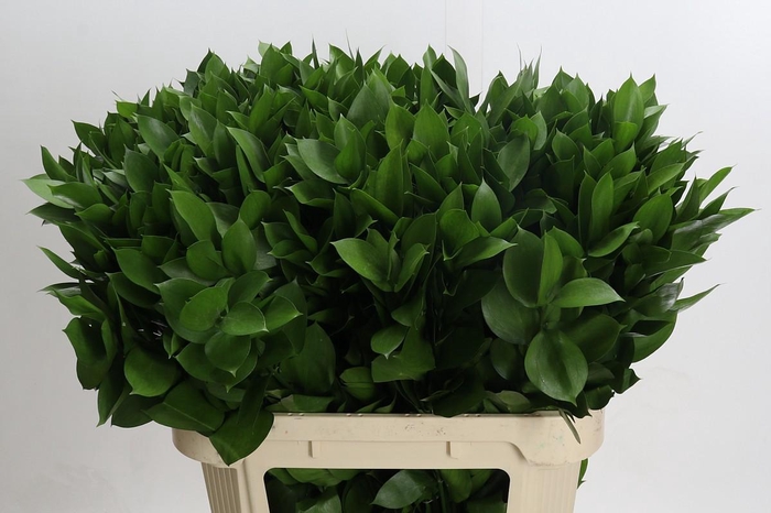 <h4>Ruscus Hypophyllum</h4>