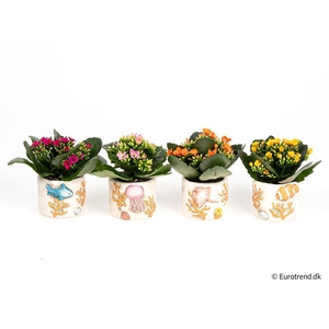 KALANCHOE BLOSSF p6 E 4629