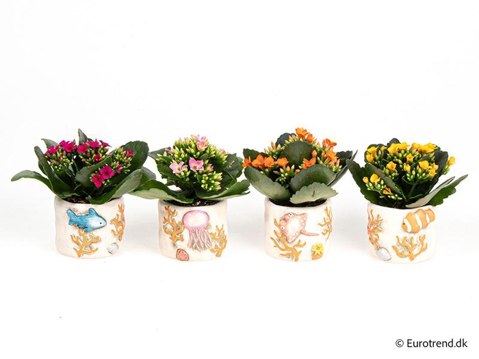 <h4>KALANCHOE BLOSSF p6 E 4629</h4>