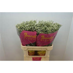 Limonium sinense China White