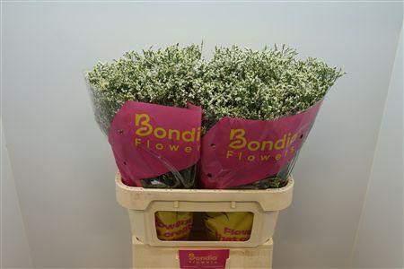 <h4>Limonium sinense China White</h4>