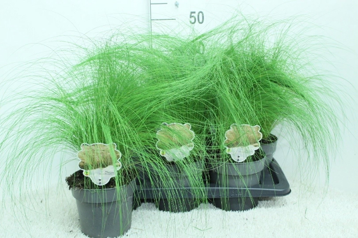 <h4>Stipa tenuissima 'ColGra Pony Tail'</h4>
