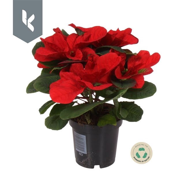 <h4>Poinsettia Christmas Mouse</h4>