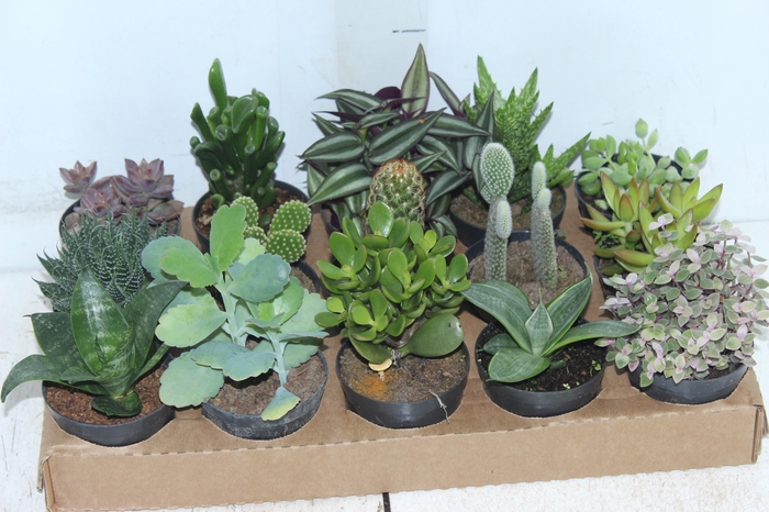 <h4>SUCULENTAS P09</h4>