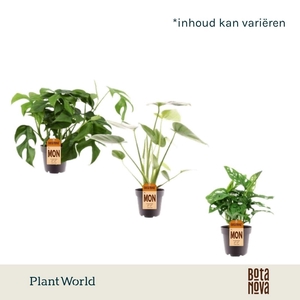Monstera mix