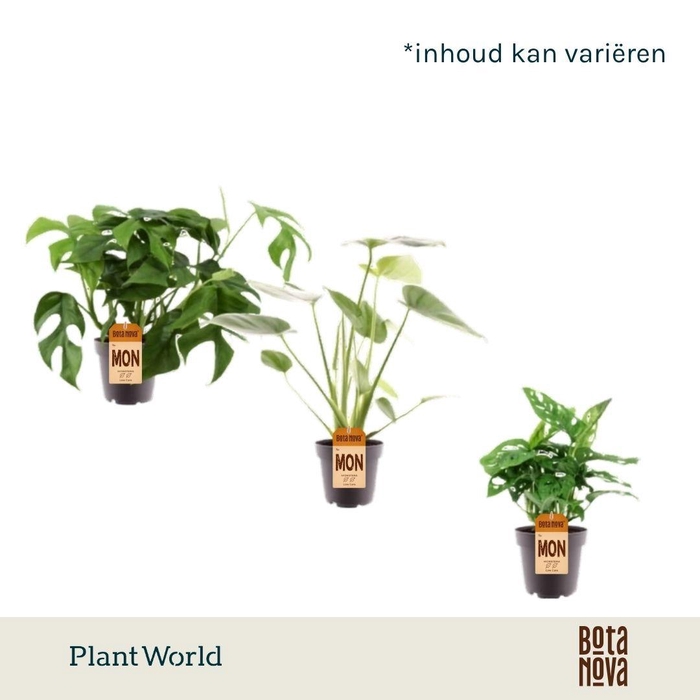 <h4>Monstera mix</h4>