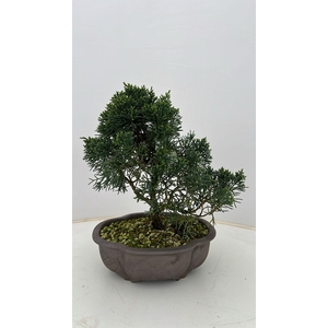Juniperus chinensis, 21 cm