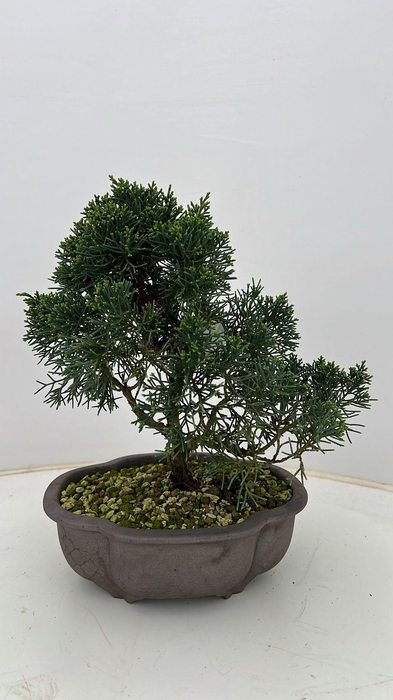 <h4>Juniperus chinensis, 21 cm</h4>