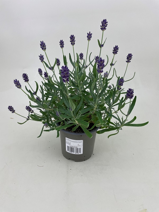 <h4>LAVANDULA ANGUSTIFOLIA p10</h4>