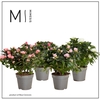 Rhododendron Simsii Grp gemengd