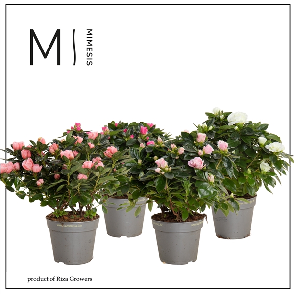 <h4>Rhododendron Simsii Grp gemengd</h4>
