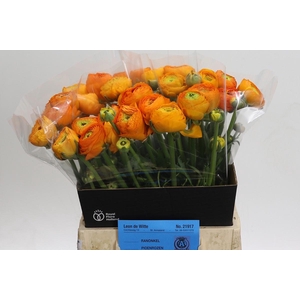 Ranunculus Amandine Mandarine