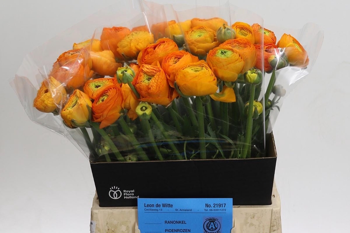 <h4>Ranunculus Amandine Mandarine</h4>