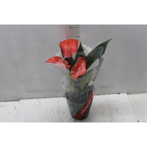 ANTHURIUM SCHERZERIANUM CHRISTINE P15