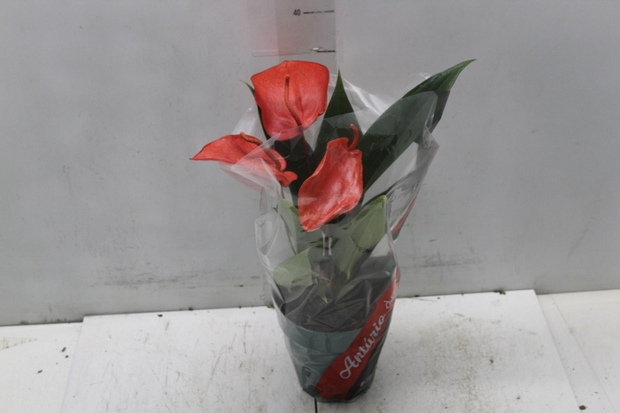 <h4>ANTHURIUM SCHERZERIANUM CHRISTINE P15</h4>