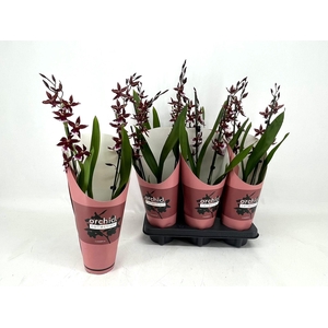 BUR BARROCCO RED