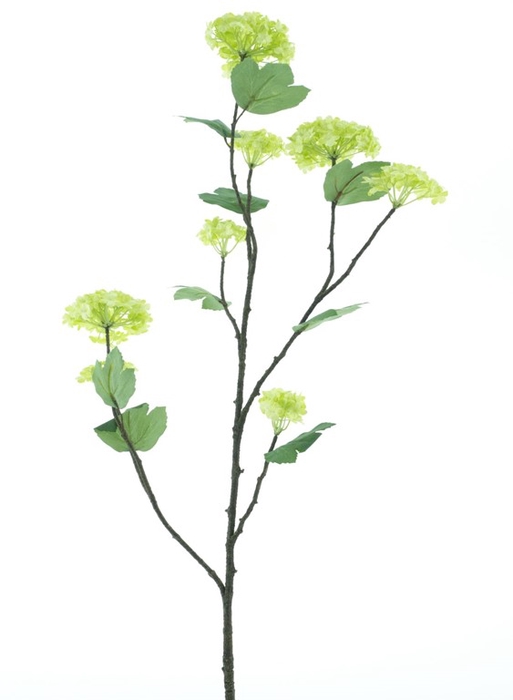 <h4>Viburnum opulus 'Roseum' branch 118</h4>