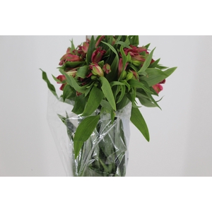 ALSTROEMERIA NIKITA 080 CM