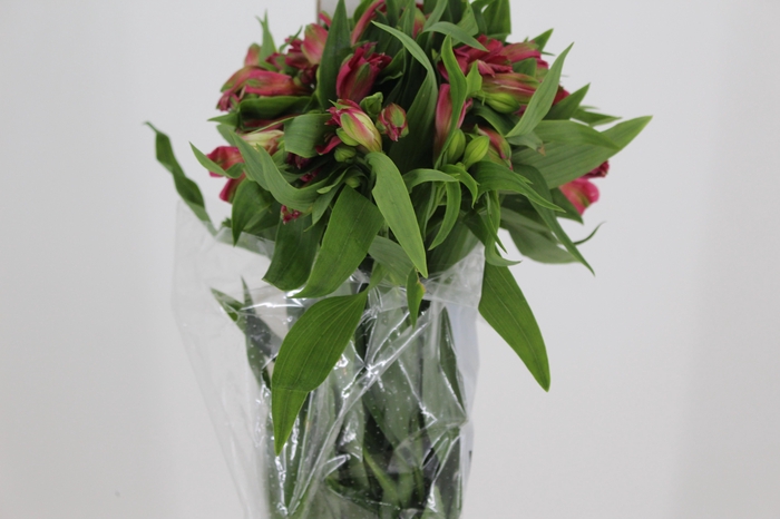 <h4>ALSTROEMERIA NIKITA 080 CM</h4>