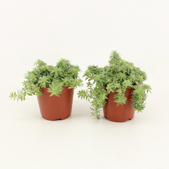 <h4>Sedum Lineare Variegata</h4>