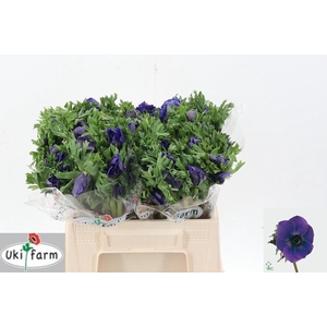 Anem Gall Blauw