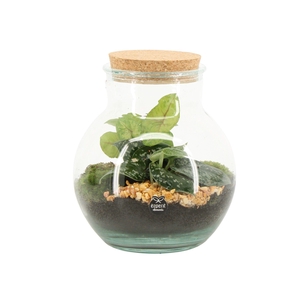 90798: Terrarium arrangement