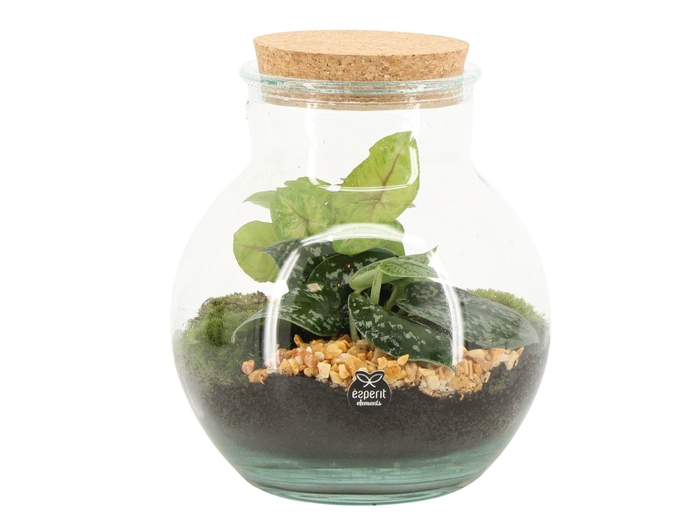 <h4>90798: Terrarium arrangement</h4>
