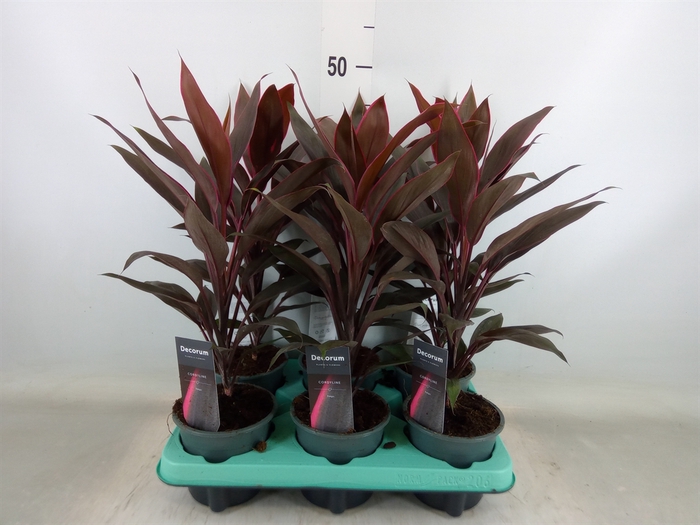 <h4>Cordyline fruti. 'Tango'</h4>
