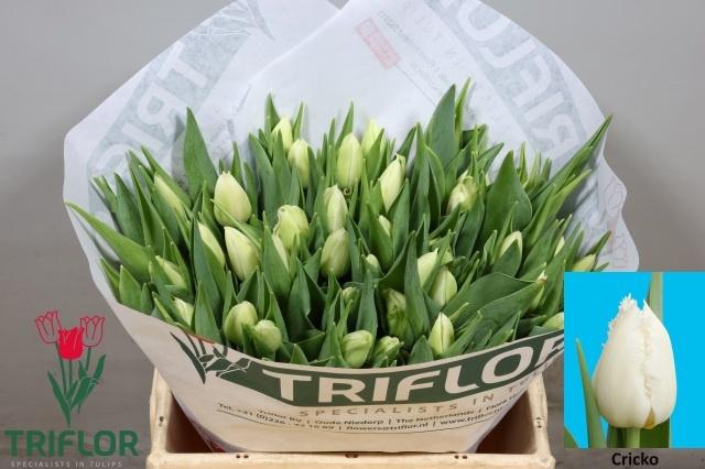 <h4>TU FR CRICKO</h4>