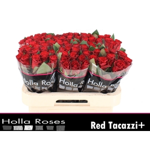 R GR RED TACAZZI+
