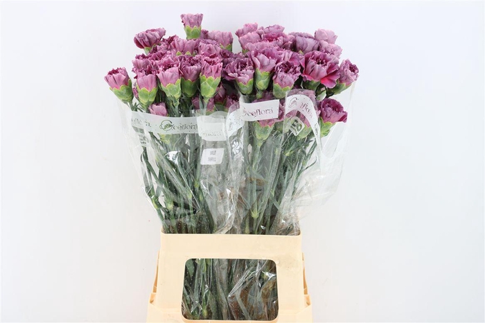 <h4>Di St Wild Thrill</h4>